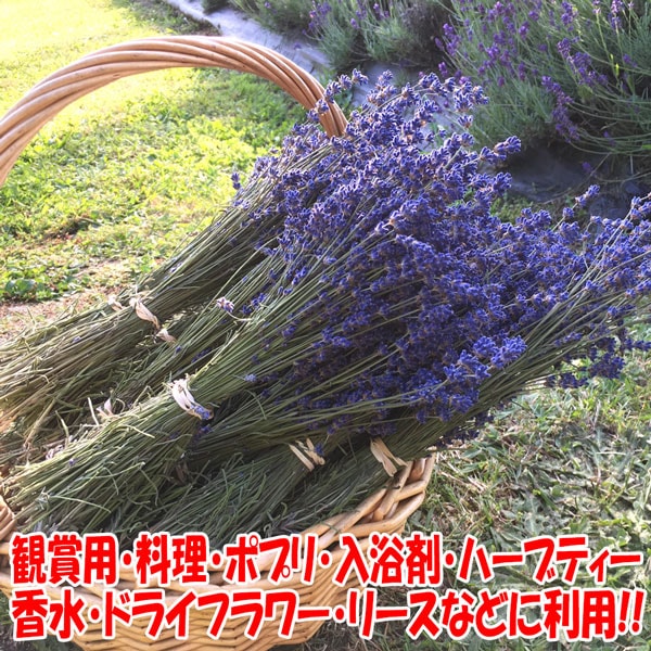 ラベンダー 濃紫3号【9cmポットハーブ苗 2個セット】｜ 【植物の