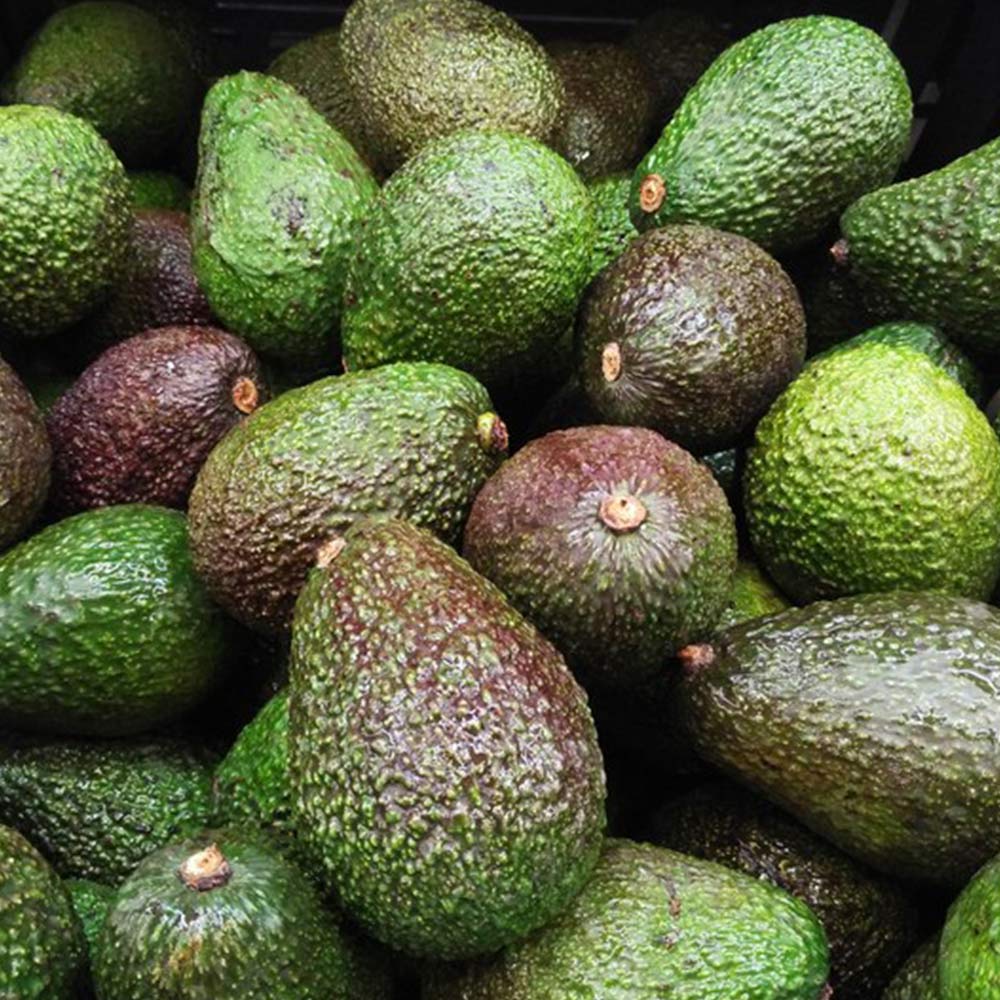 アボカドの苗木”品種:タワー2(開花タイプ:B)18cmポット苗 1本売り