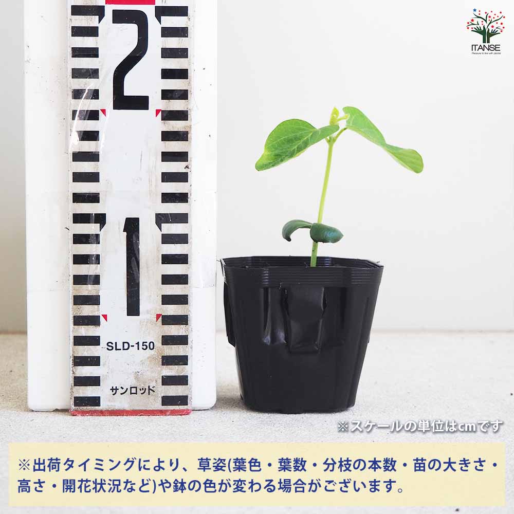 枝豆の苗 味風香 3個~【野菜の苗 9cmポット】