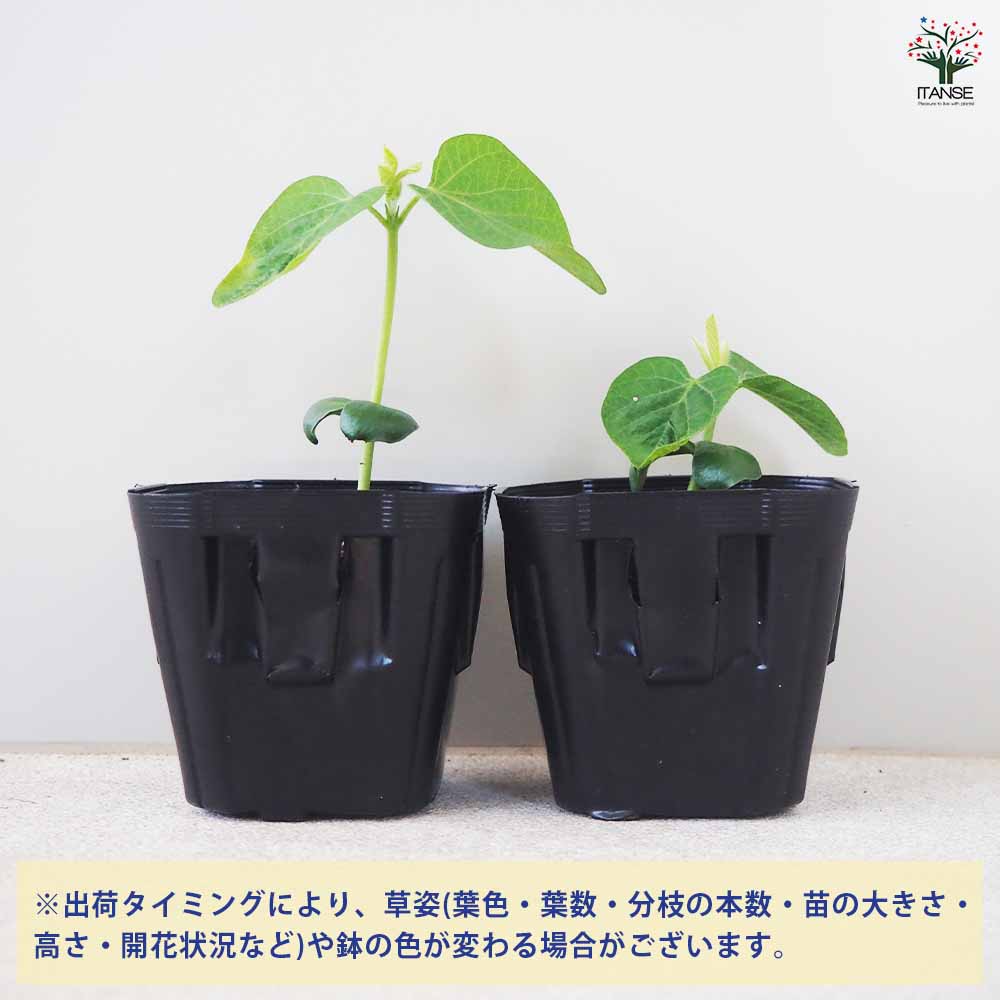 枝豆の苗 味風香 3個~【野菜の苗 9cmポット】