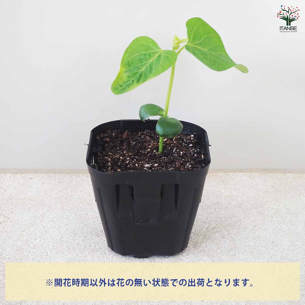 枝豆の苗 味風香 3個~【野菜の苗 9cmポット】