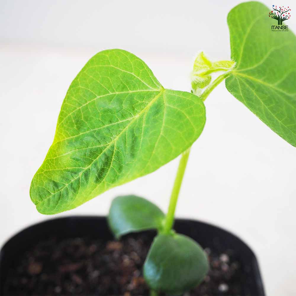 枝豆の苗 味風香 3個～【野菜の苗 9cmポット】｜ 【植物のITANSE