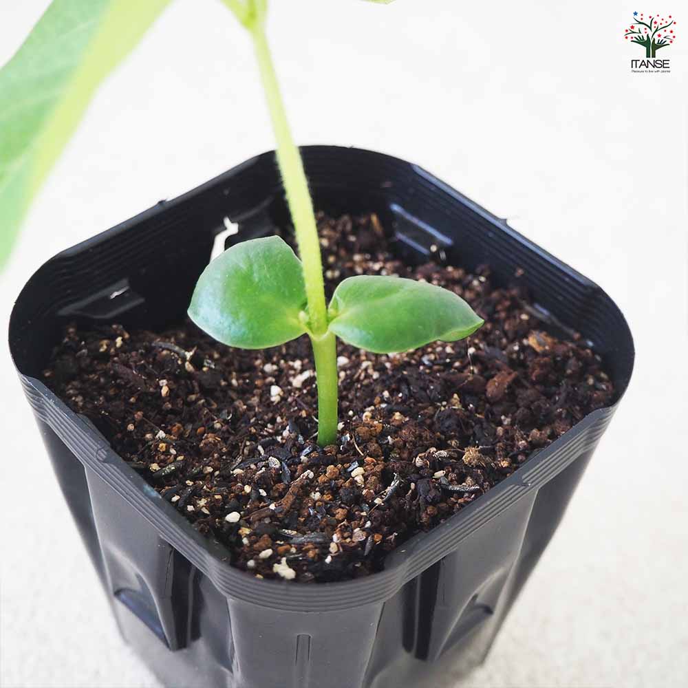 枝豆の苗 味風香 3個~【野菜の苗 9cmポット】