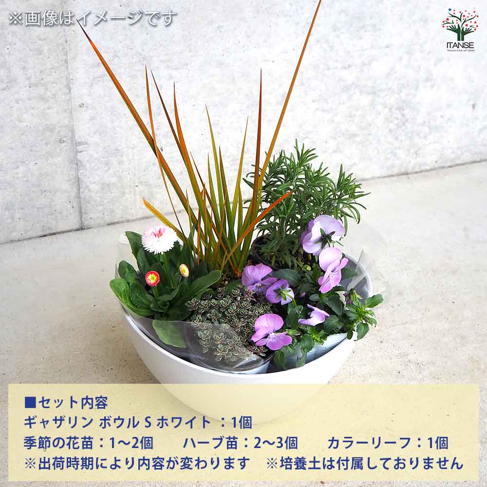 ギャザリン ボウル ホワイト 【資材 Sサイズ 季節の花苗＆カラーリーフ寄せ植え風 投げ込みCセット】