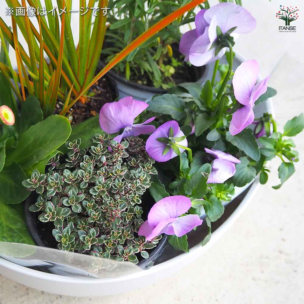 ギャザリン ボウル ホワイト 【資材 Sサイズ 季節の花苗＆カラーリーフ