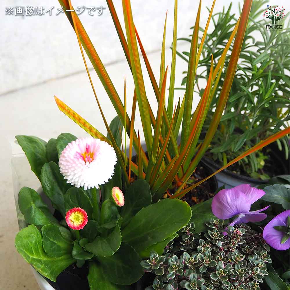 ギャザリン ボウル ホワイト 【資材 Sサイズ 季節の花苗＆カラーリーフ