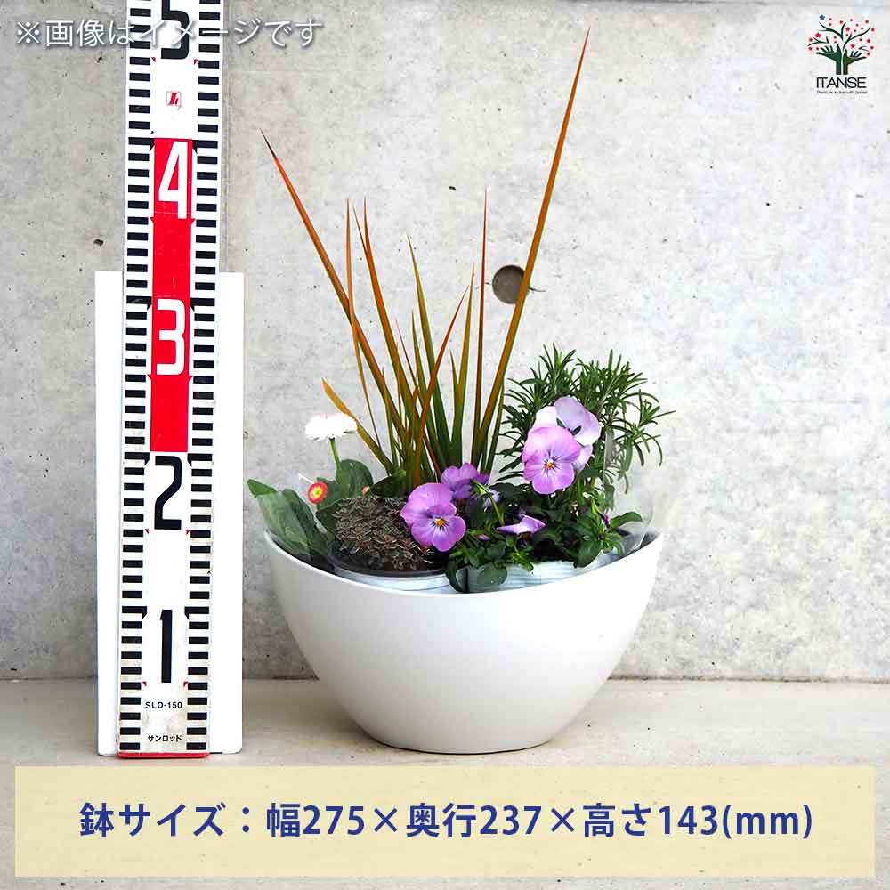 ギャザリン ボウル ホワイト 【資材 Sサイズ 季節の花苗＆カラーリーフ