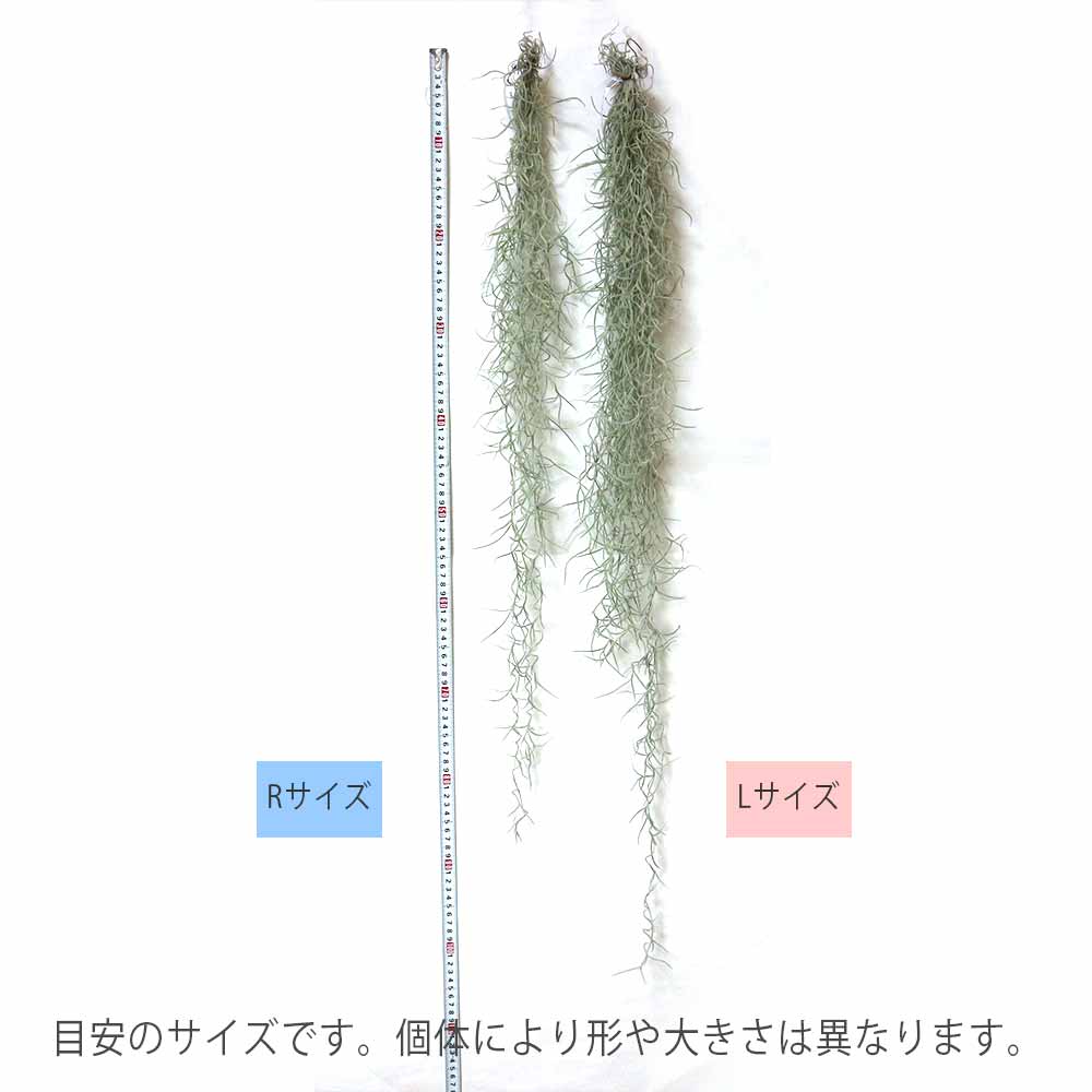 エアープランツ チランジア ウスネオイデス Rサイズ【1個】