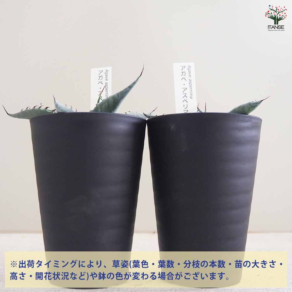 アガベ アスペリマ 【多肉植物 3.5号／1個売り】｜ 【植物の