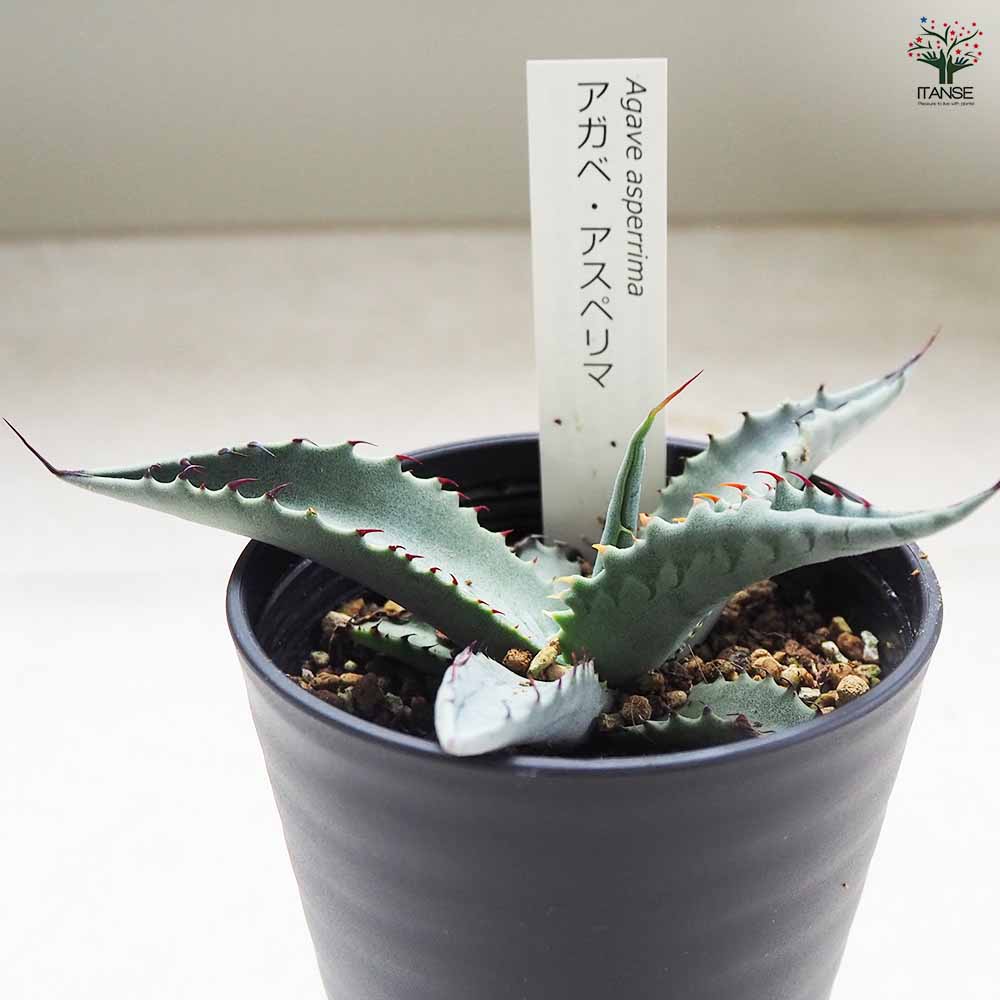S*S様 Agave アガベ 詰め合わせ 37株 Agave victoriae-reginae 