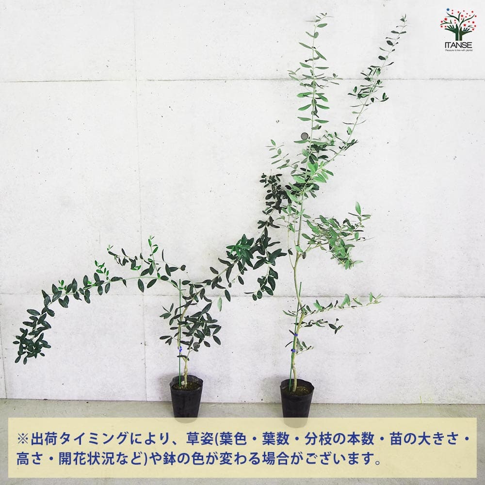 大実オリーブ ブガ 【果樹の苗木 5号／1個売り】｜ 【植物の