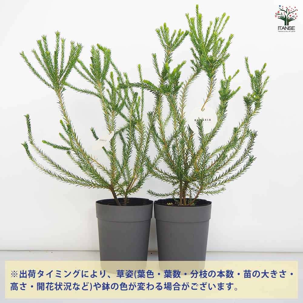 バンクシア エリキフォリア 【花木苗 5号／1個売り】｜ 【植物の
