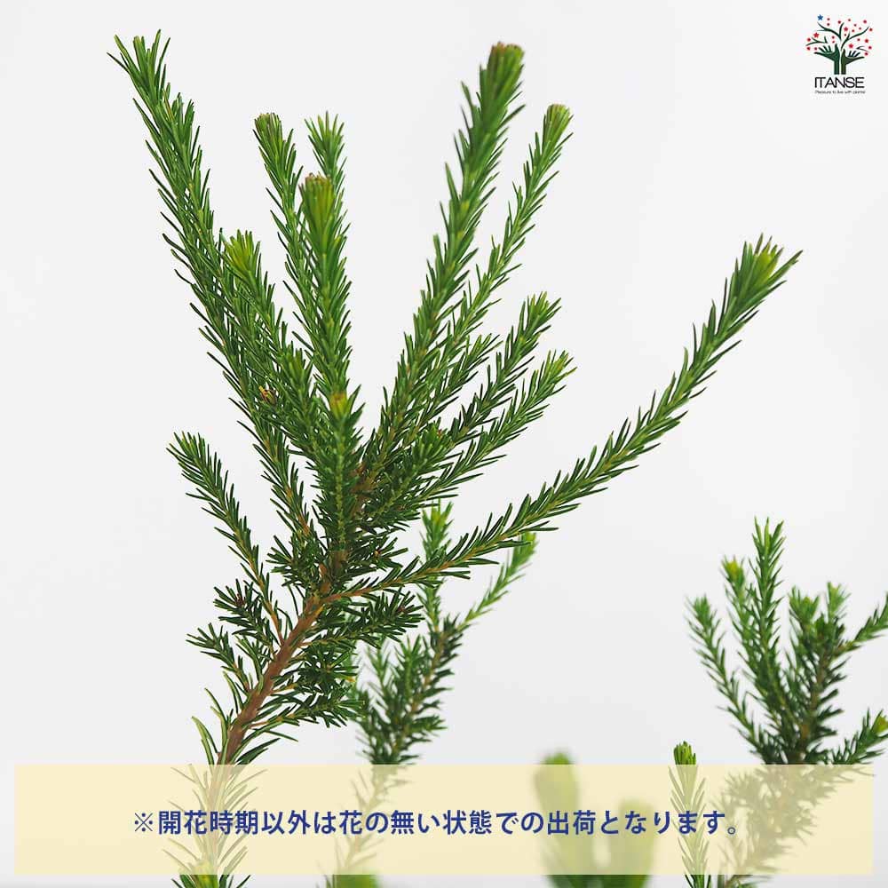 バンクシア エリキフォリア 【花木苗 5号／1個売り】｜ 【植物の