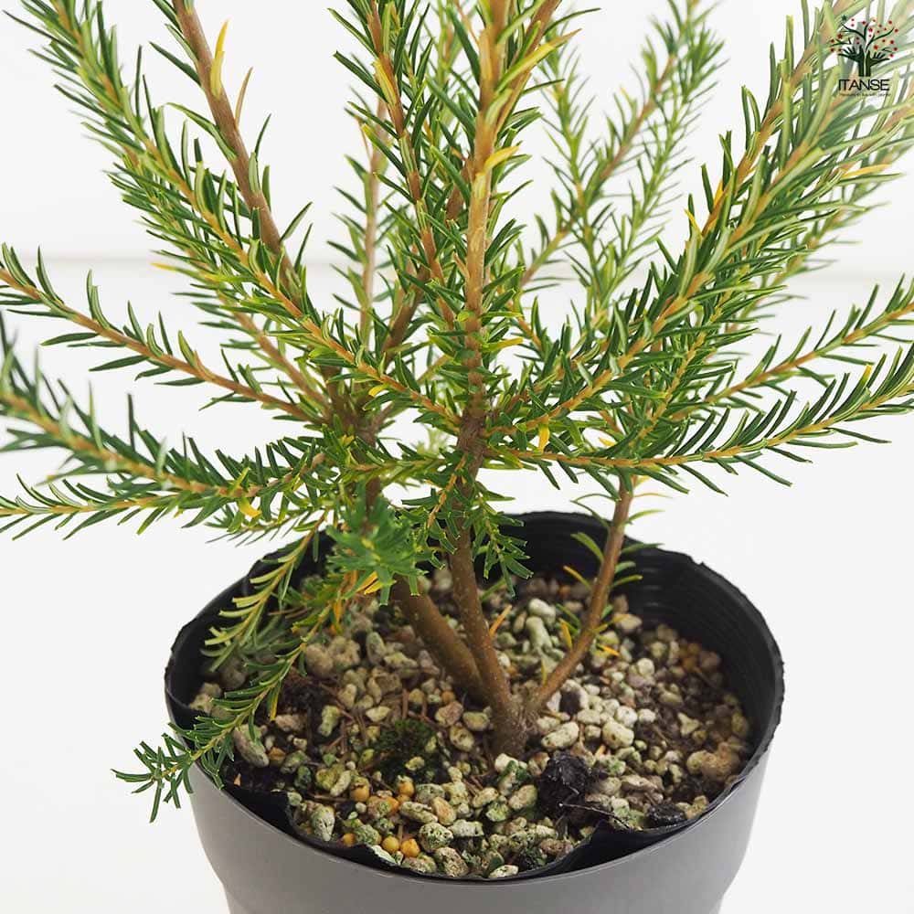 バンクシア エリキフォリア 【花木苗 5号／1個売り】｜ 【植物の