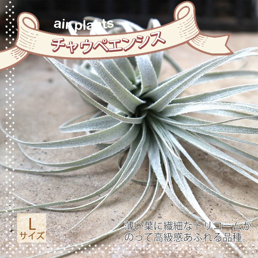 チャペウエンシス エアープランツ チランジア【エアプランツ 幅約10cm×高さ約8cm／1個売り】