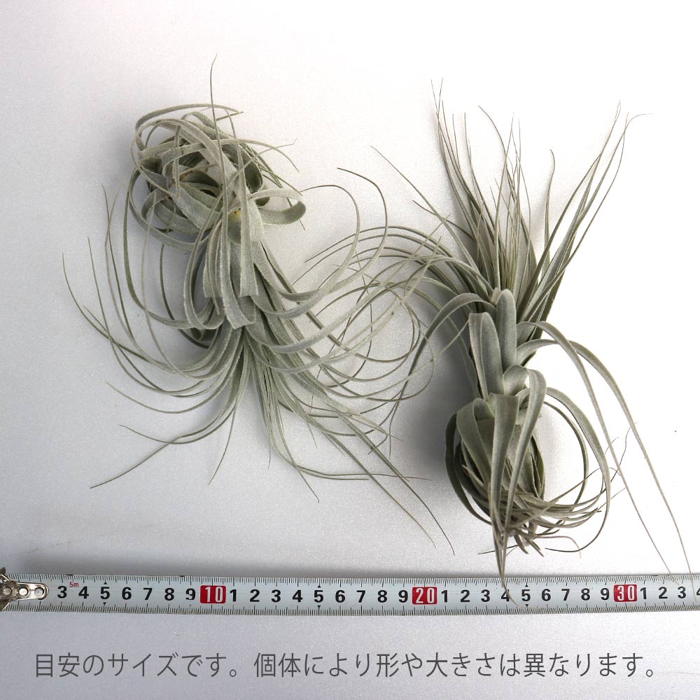 チャペウエンシス エアープランツ チランジア【エアプランツ 幅約10cm×高さ約8cm／1個売り】