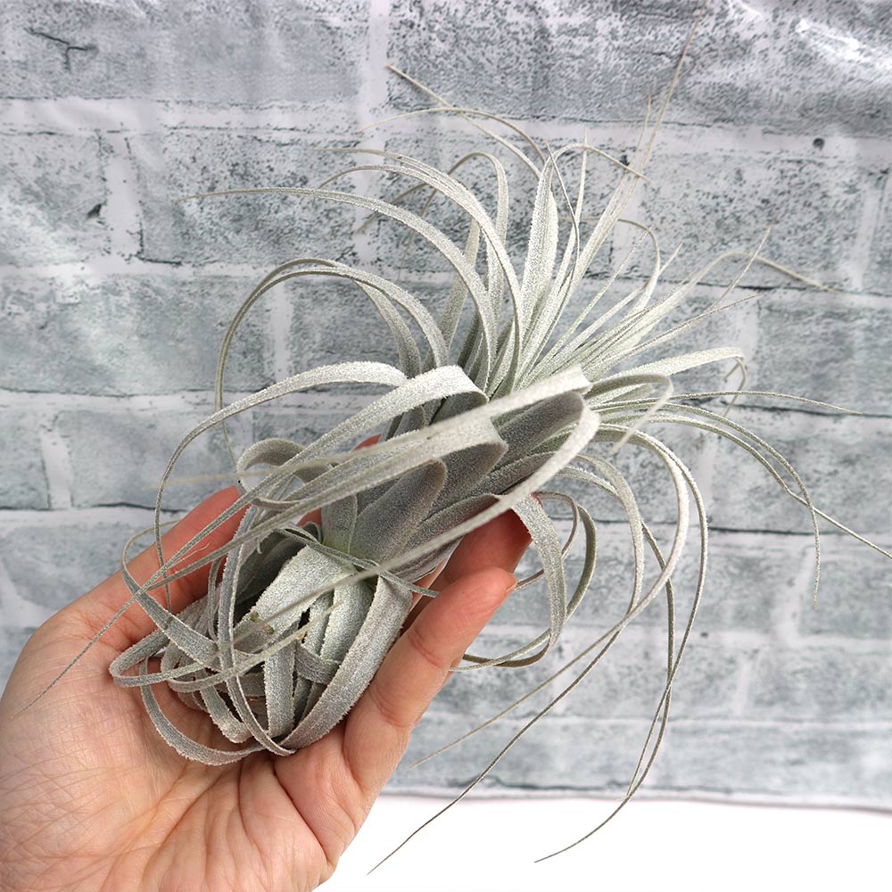 チャペウエンシス エアープランツ チランジア【エアプランツ 幅約10cm