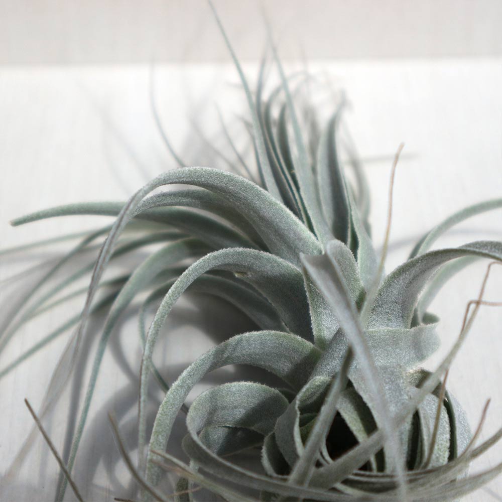 チャペウエンシス エアープランツ チランジア【エアプランツ 幅約10cm