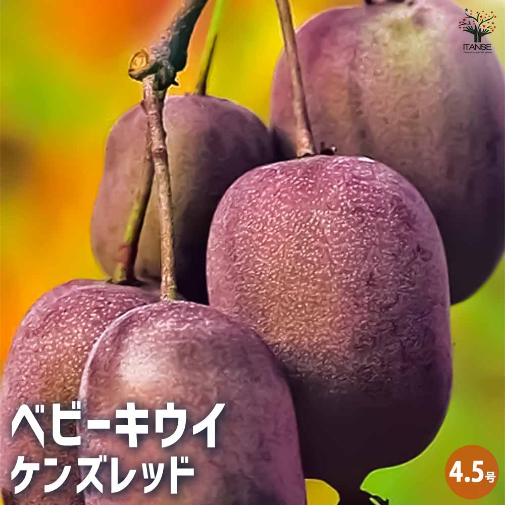 ベビーキウイの苗木 ケンズレッド 【果樹の苗木 4.5号ポット／1個売り】