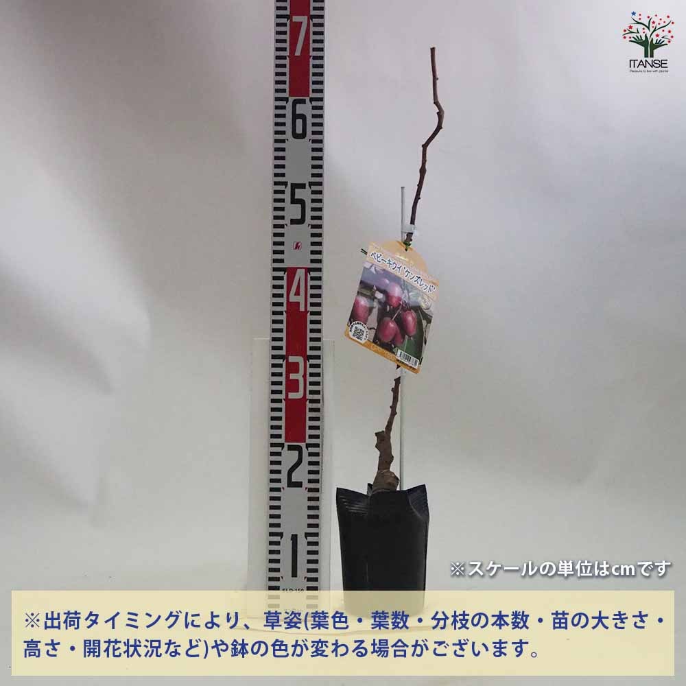 ベビーキウイの苗木 ケンズレッド 【果樹の苗木 4.5号ポット／1個売り】