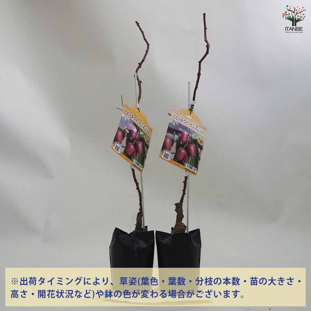 ベビーキウイの苗木 ケンズレッド 【果樹の苗木 4.5号ポット／1個売り】