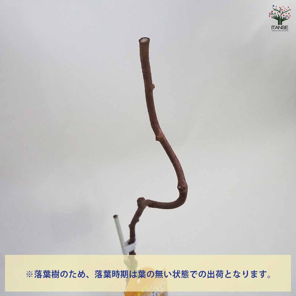 ベビーキウイの苗木 ケンズレッド 【果樹の苗木 4.5号ポット／1個売り】