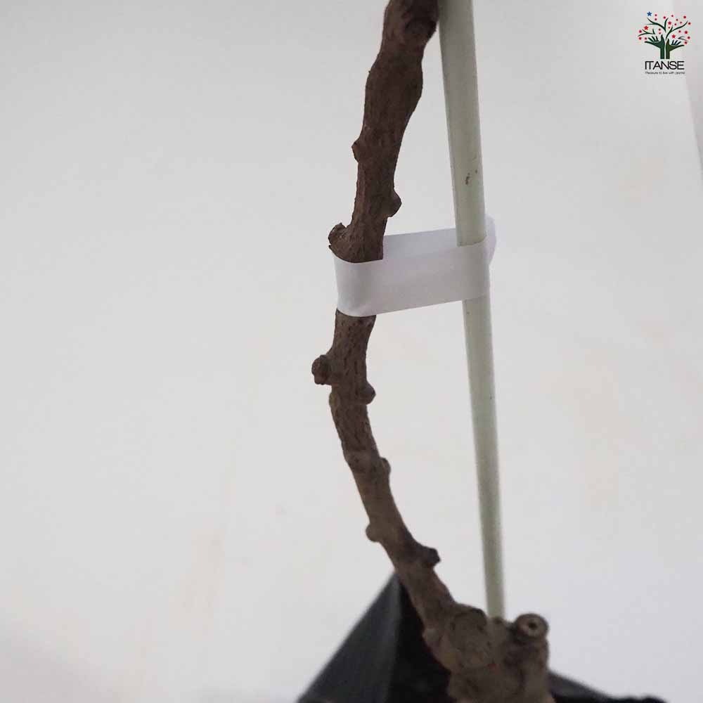 ベビーキウイの苗木 ケンズレッド 【果樹の苗木 4.5号ポット／1個売り】