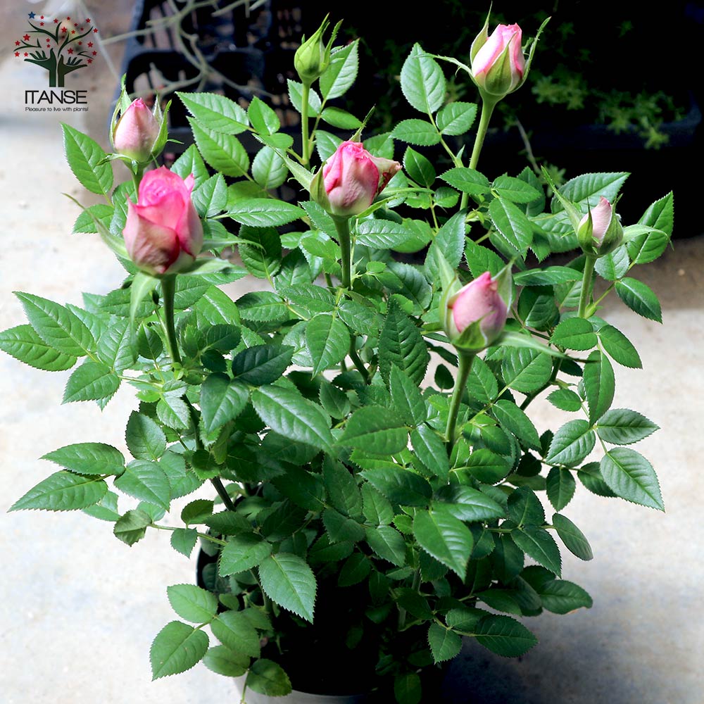 Itanse良品ｾﾚｸﾄ通販