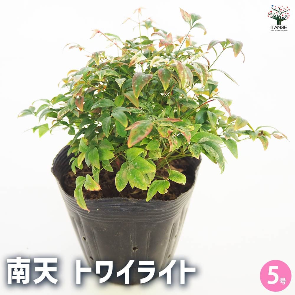 南天 トワイライト 【花木苗 5号／1個売り】｜ 【植物のITANSE