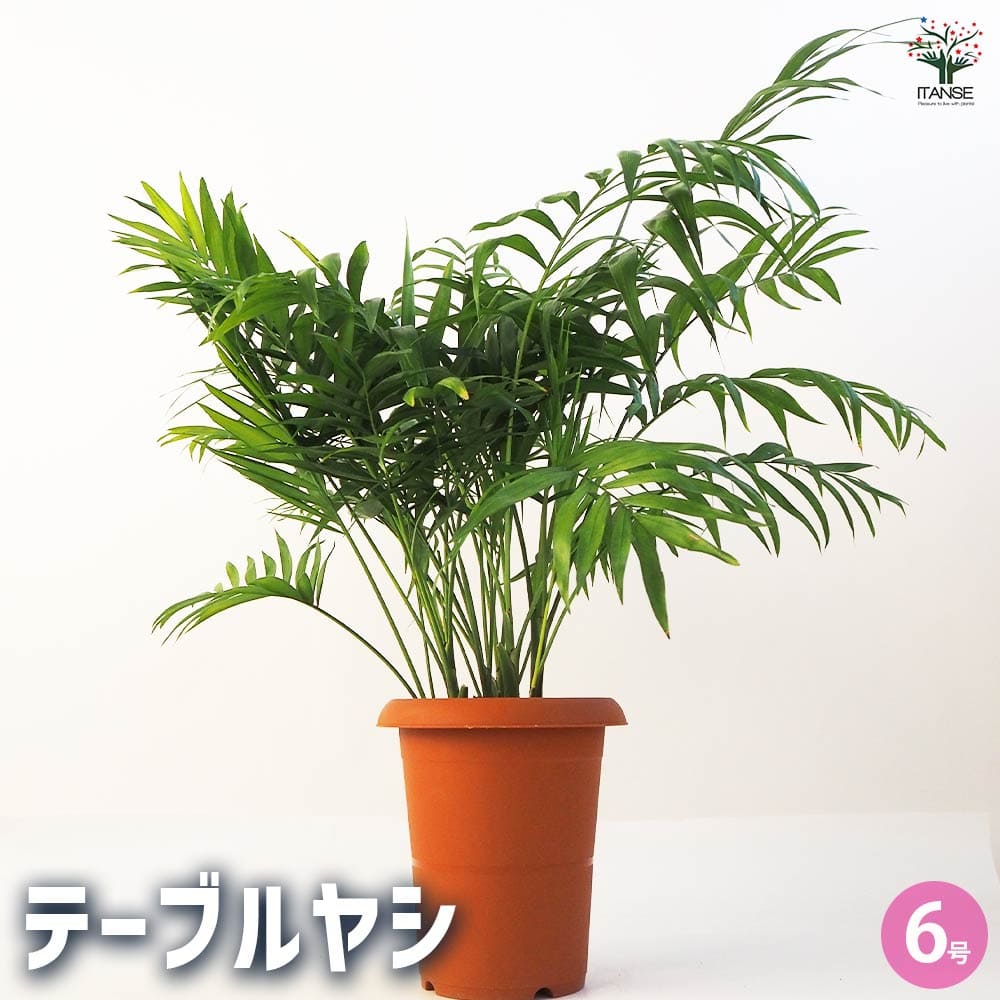 観葉植物 テーブルヤシ 【観葉植物 6号鉢／1個売り】｜ 【植物の 