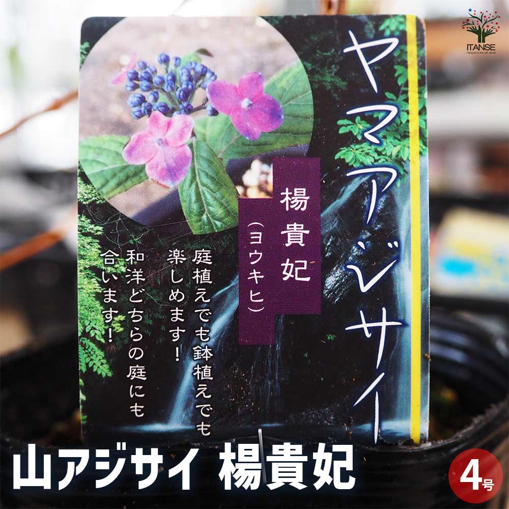 山アジサイ 楊貴妃 【花木苗 4号】｜ 【植物のITANSE】全品送料