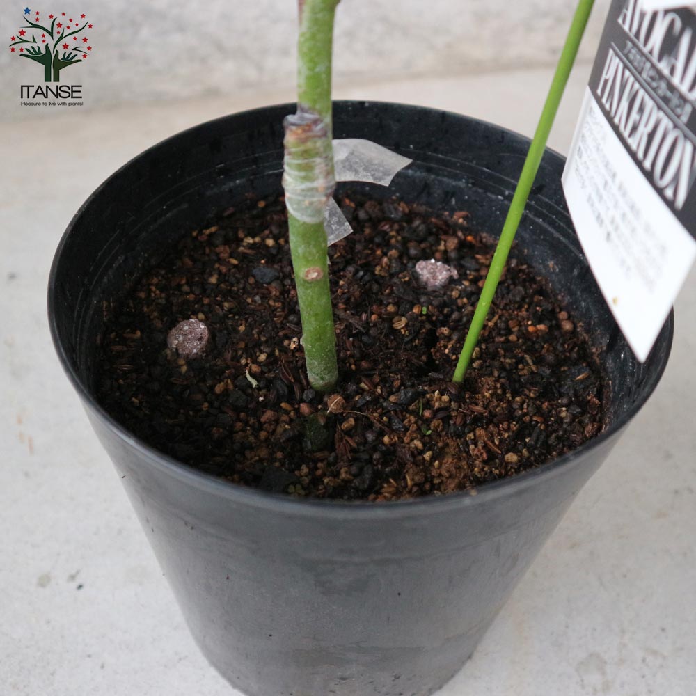 アボカド ピンカートン【果樹の苗木 7寸大苗 2年生 接木苗木／1個売り