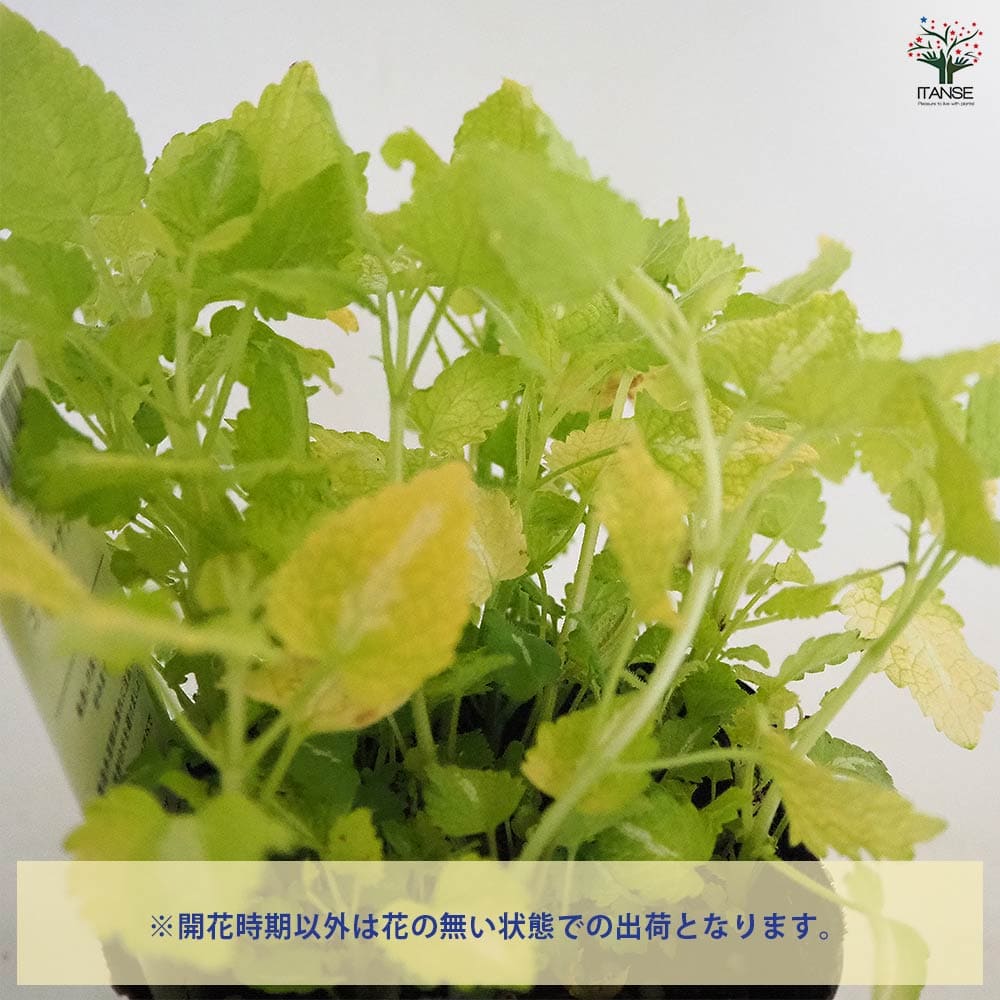 ラミウム ゴールドナゲット 【花苗 3号】｜ 【植物のITANSE