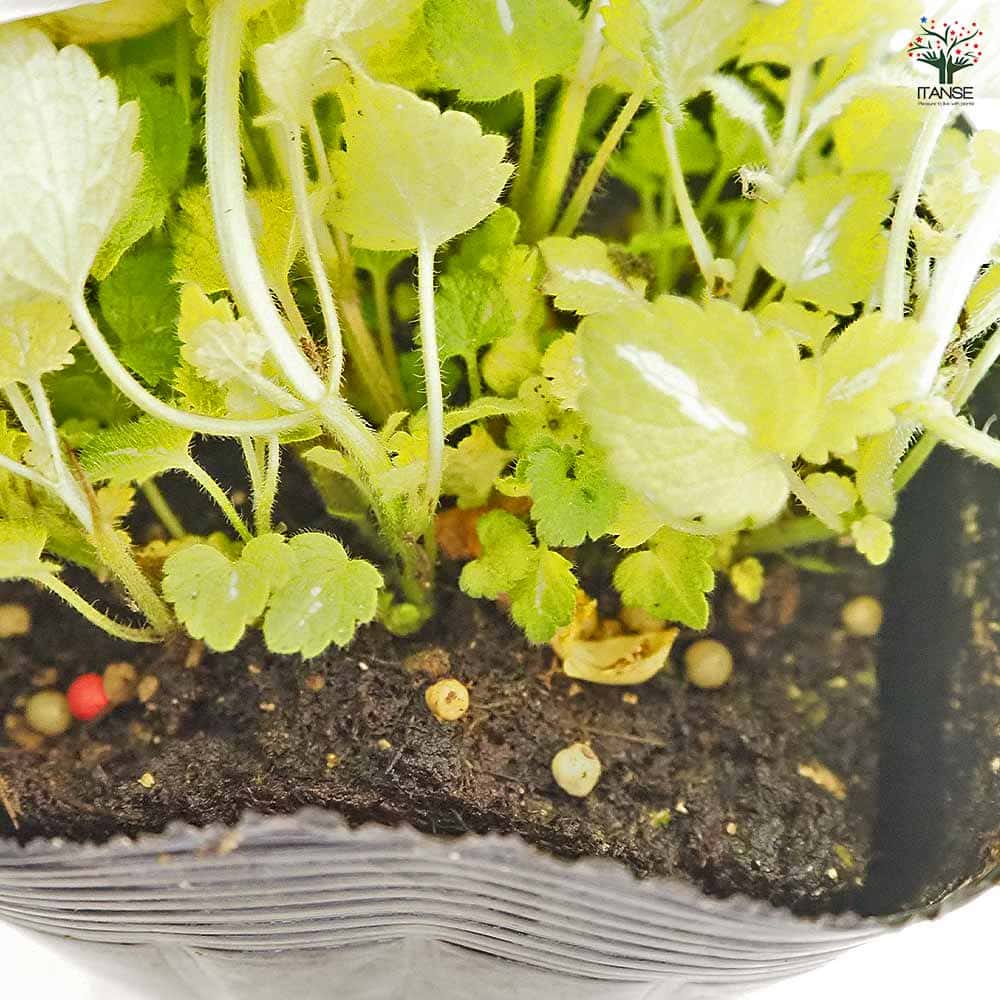 ラミウム ゴールドナゲット 【花苗 3号】｜ 【植物のITANSE