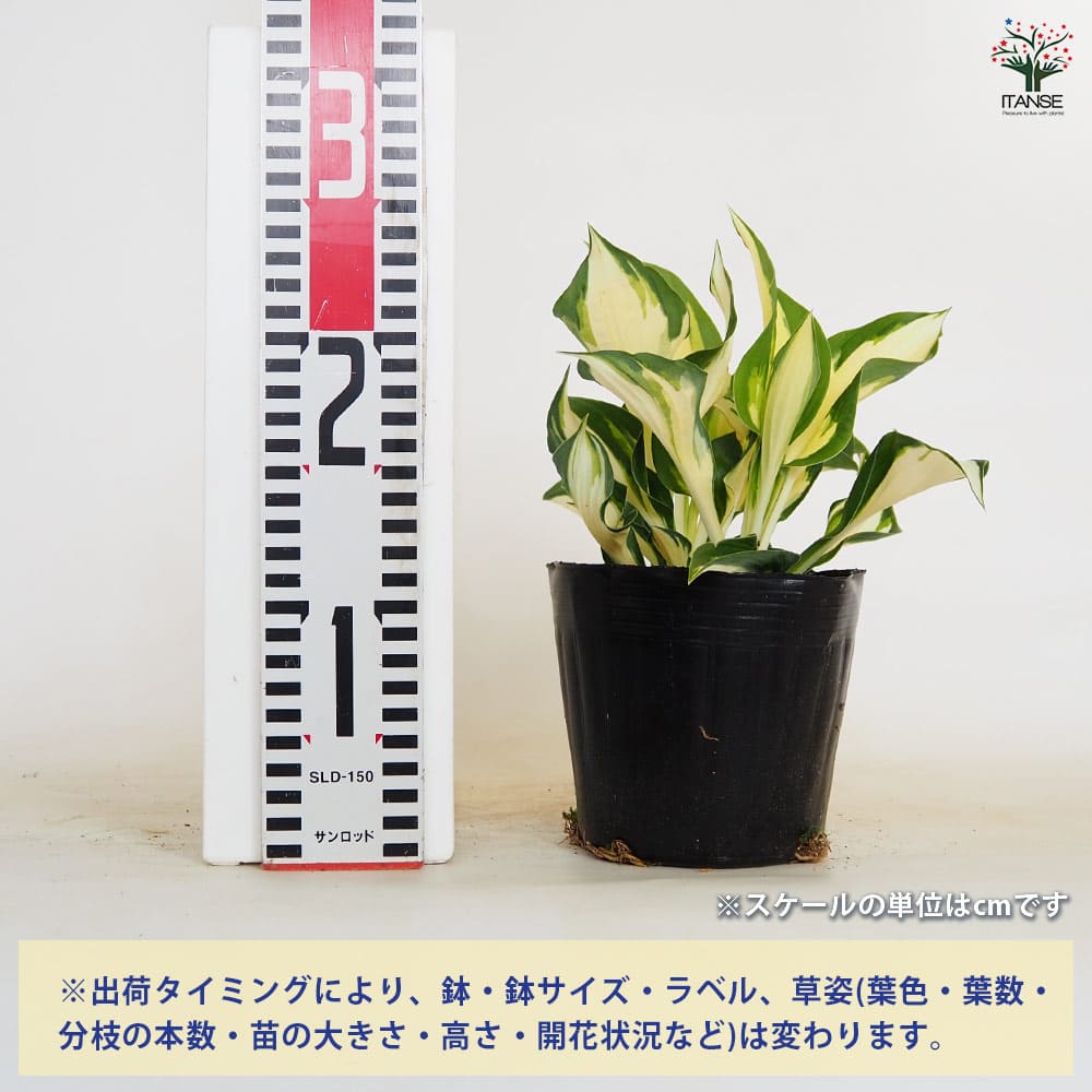 ホスタ(ギボウシ) ファイヤーアンドアイス 【花木苗 4.5号／1個売り】