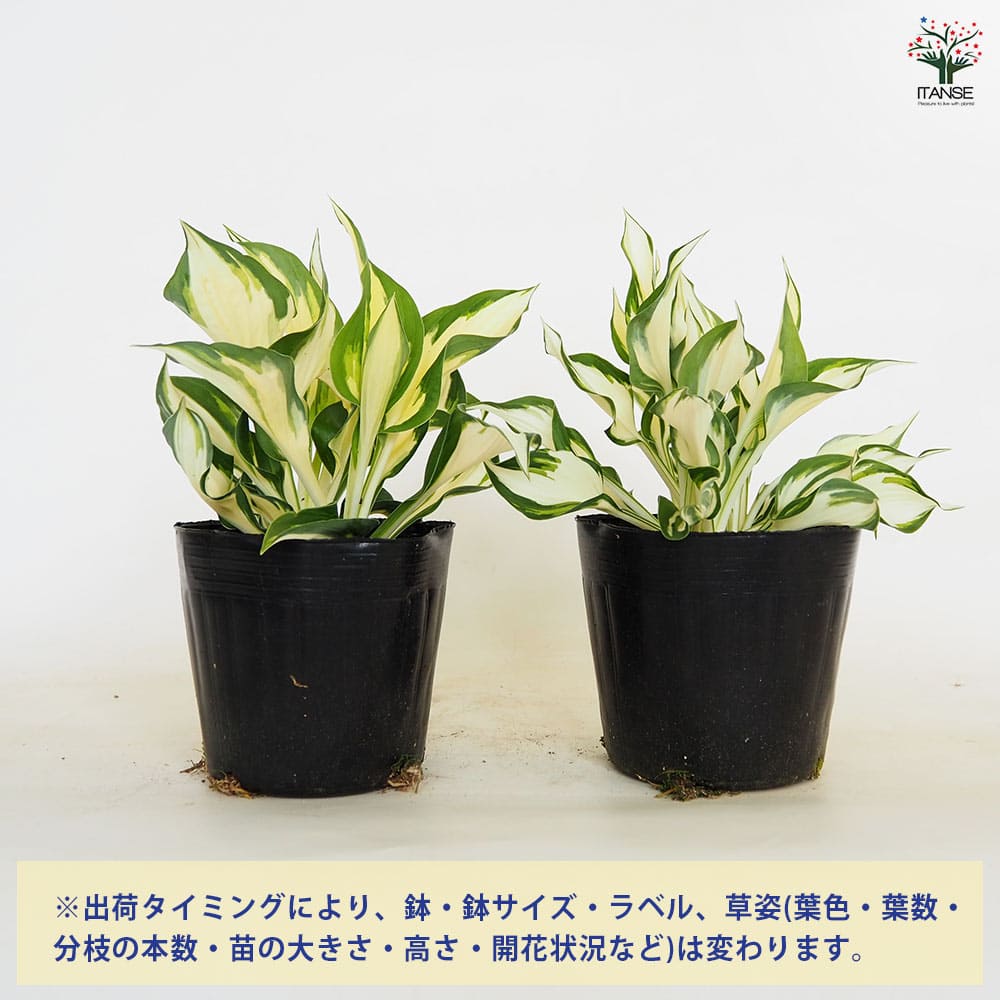 ホスタ　ギボウシ　エメラルドセプター　抜き苗⑤ 楽天市場】ギボウシ（ホスタ）'エメラルド セプター' : おぎはら