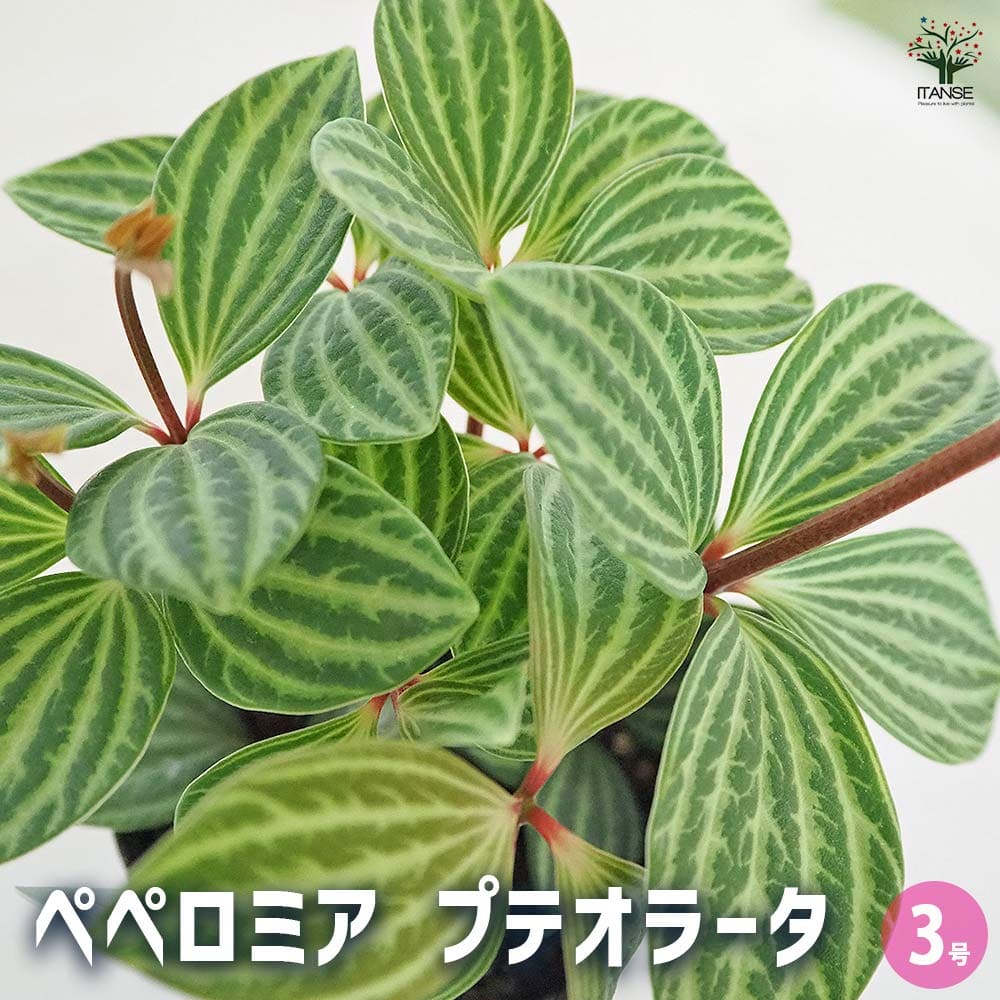 ペペロミア プテオラータ 【観葉植物 3号】