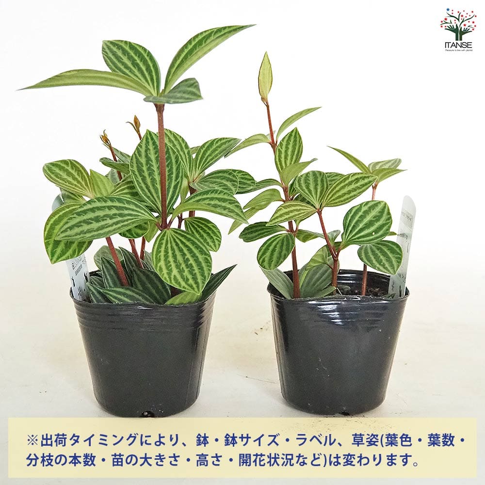 ペペロミア プテオラータ 【観葉植物 3号】