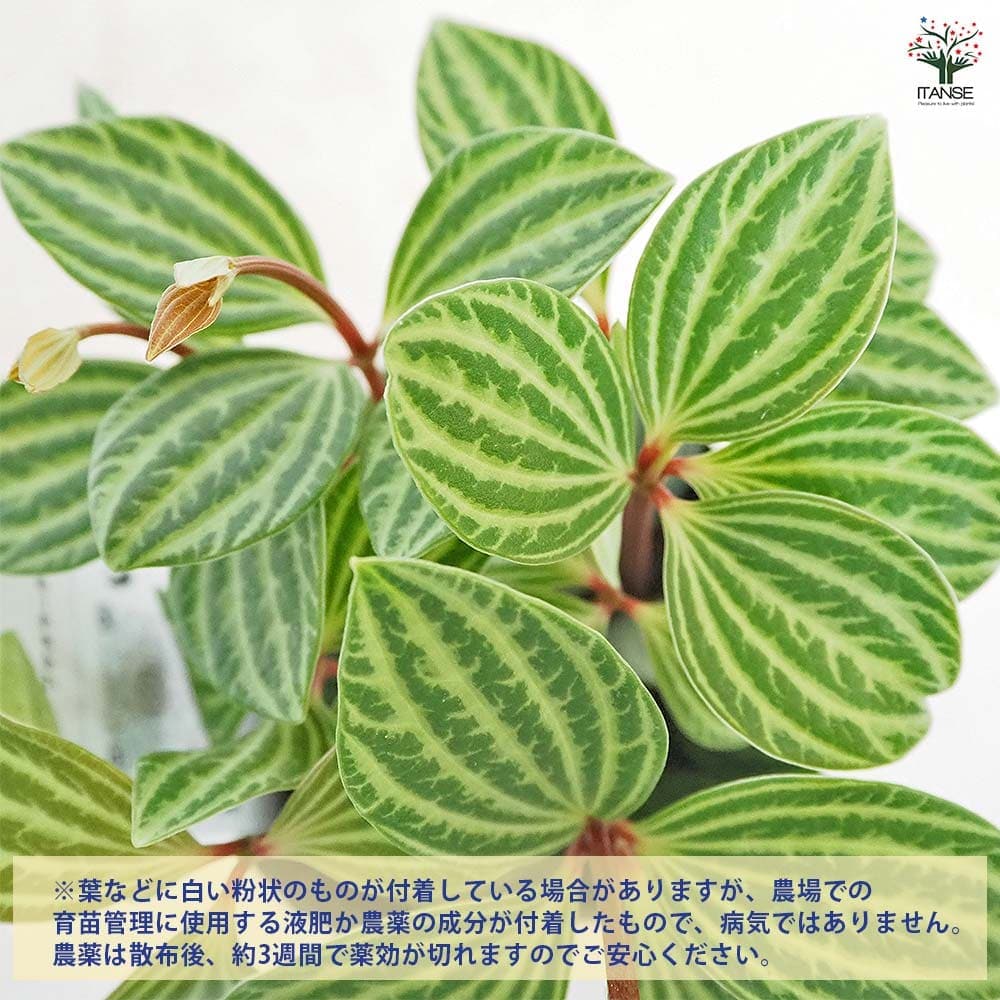ペペロミア プテオラータ 【観葉植物 3号】