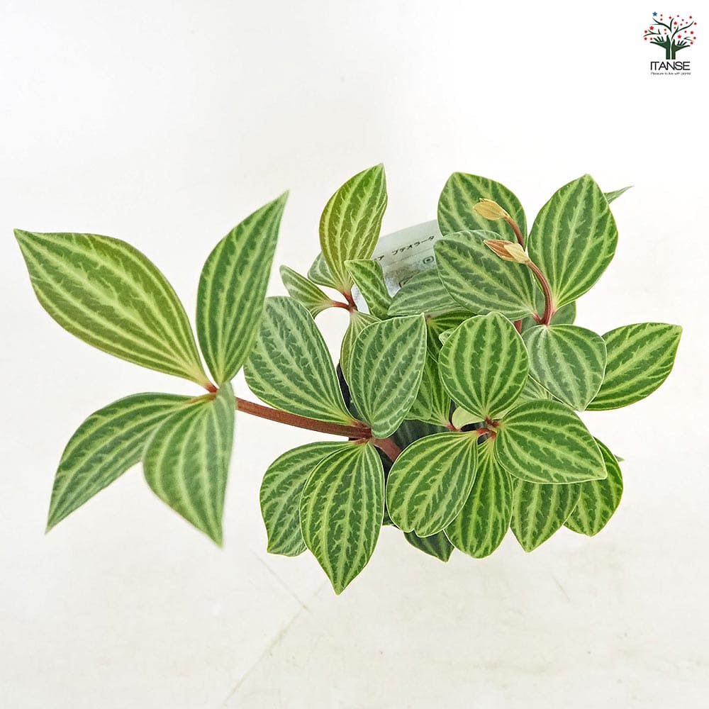 ペペロミア プテオラータ 【観葉植物 3号】