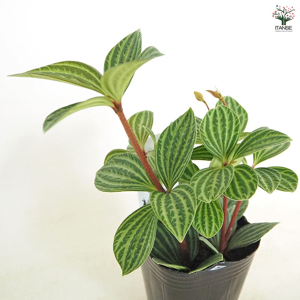 ペペロミア プテオラータ 【観葉植物 3号】