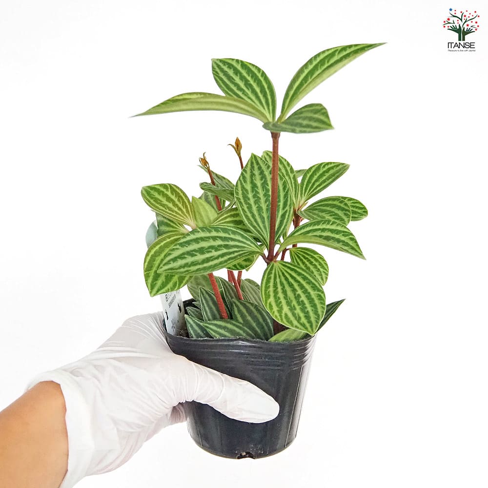 ペペロミア プテオラータ 【観葉植物 3号】