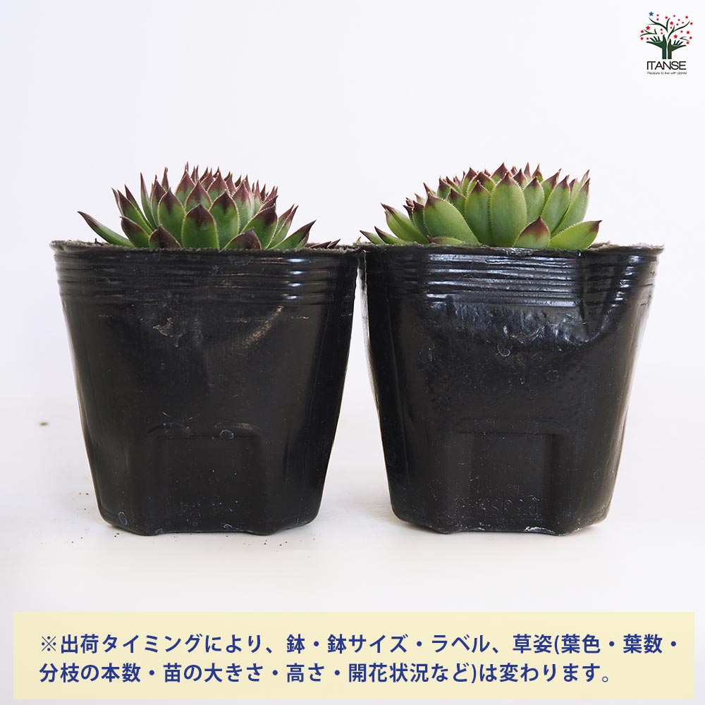 センペルビウム クラクフ 【多肉植物 3号】｜ 【植物のITANSE