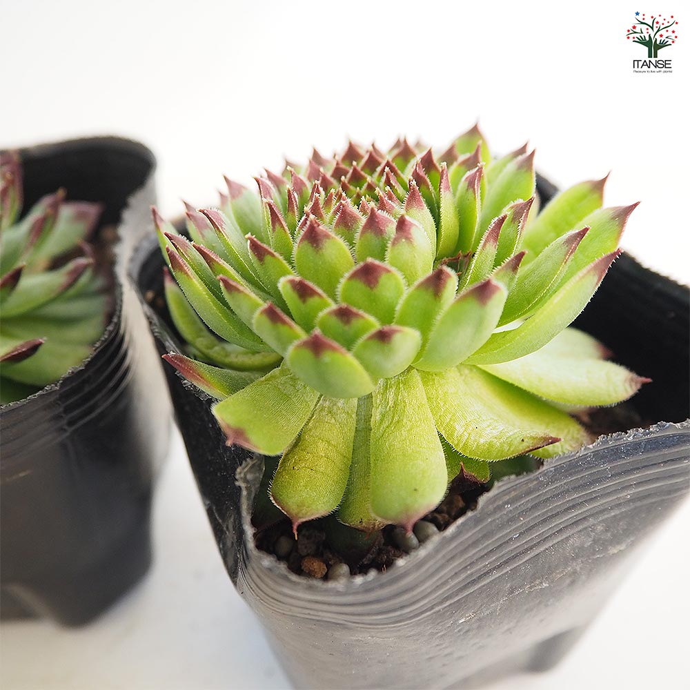 センペルビウム クラクフ 【多肉植物 3号】｜ 【植物のITANSE