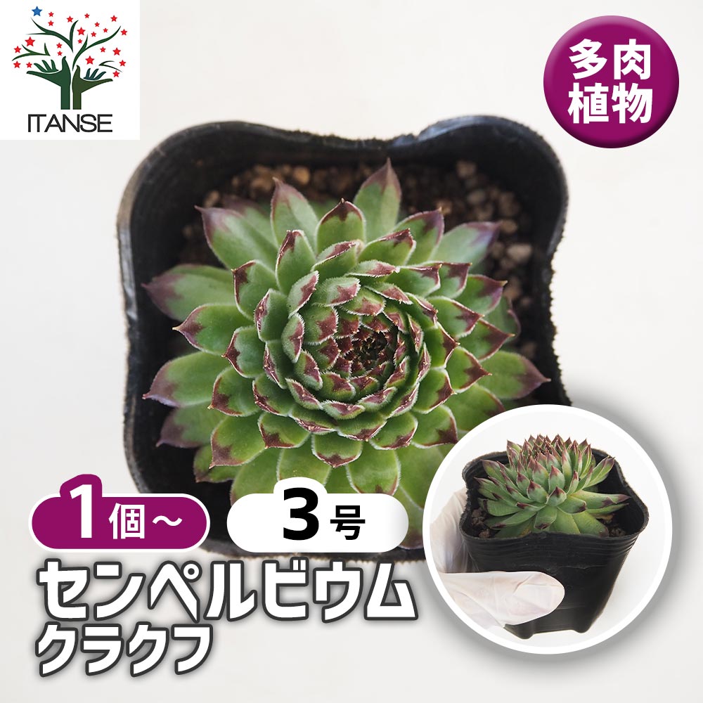 センペルビウム クラクフ 【多肉植物 3号】｜ 【植物のITANSE