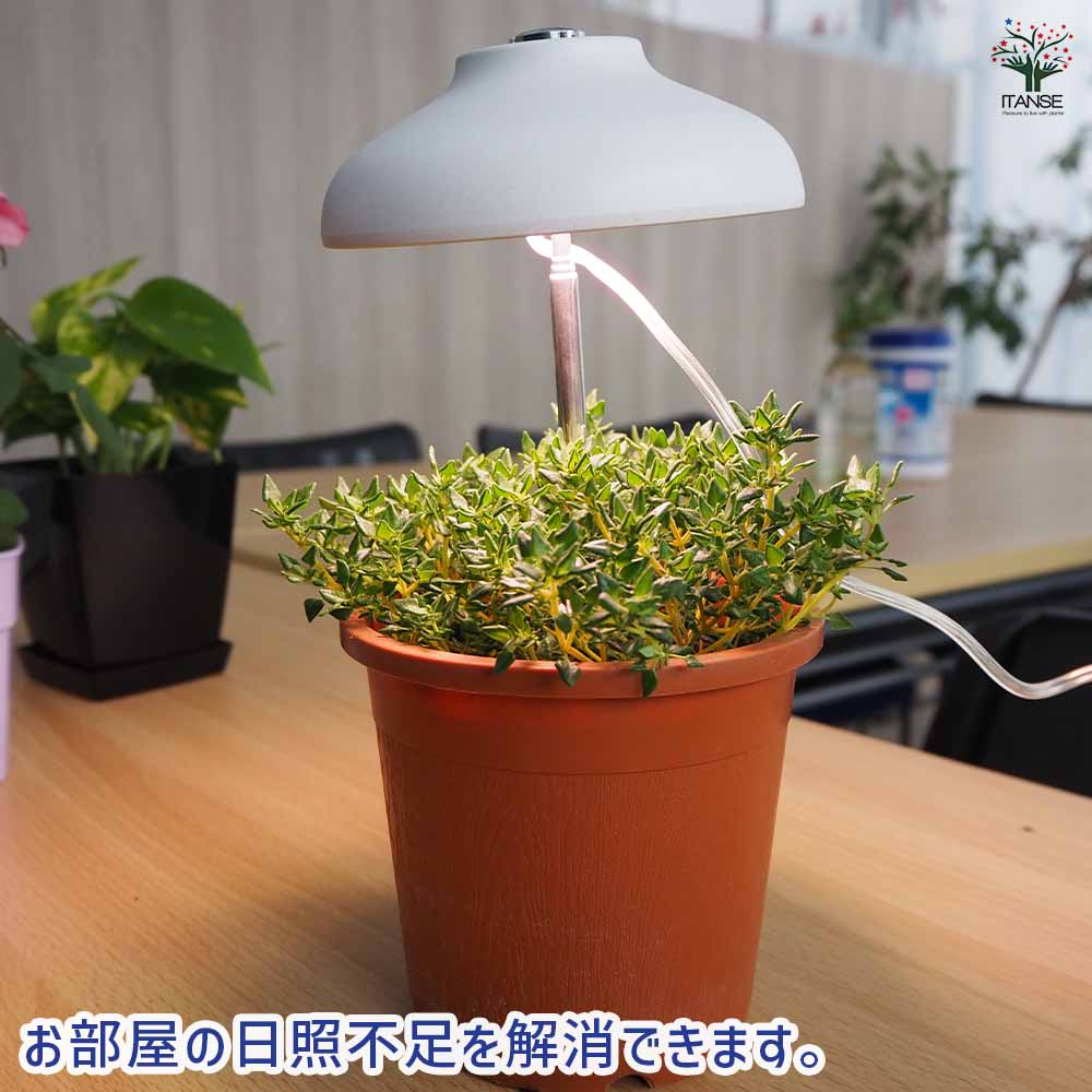 植物育成用ライト 傘型育成ライトスティック 【育成グッズ 】｜ 【植物