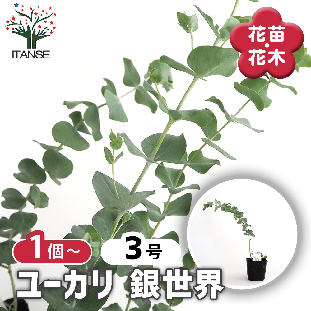 ユーカリさま　3苗 ユーカリ 銀世界 【花木苗 3号】｜ 【植物のITANSE】全品