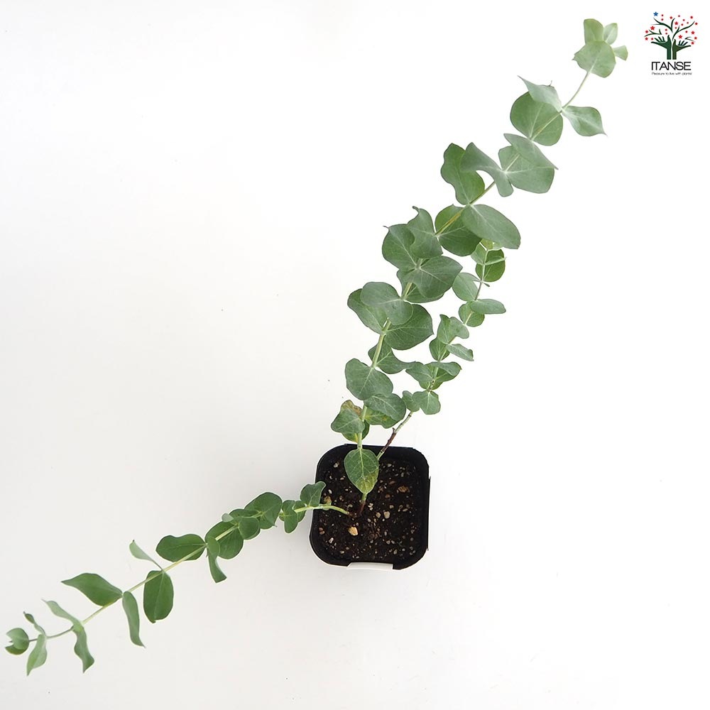 ユーカリ 銀世界 【花木苗 3号】｜ 【植物のITANSE】全品