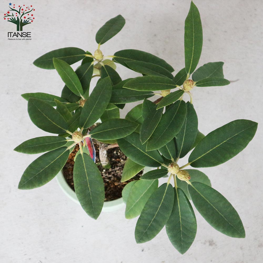 西洋シャクナゲ(石楠花) 品種：ウイリアムオースチン【庭木 6号鉢／1個