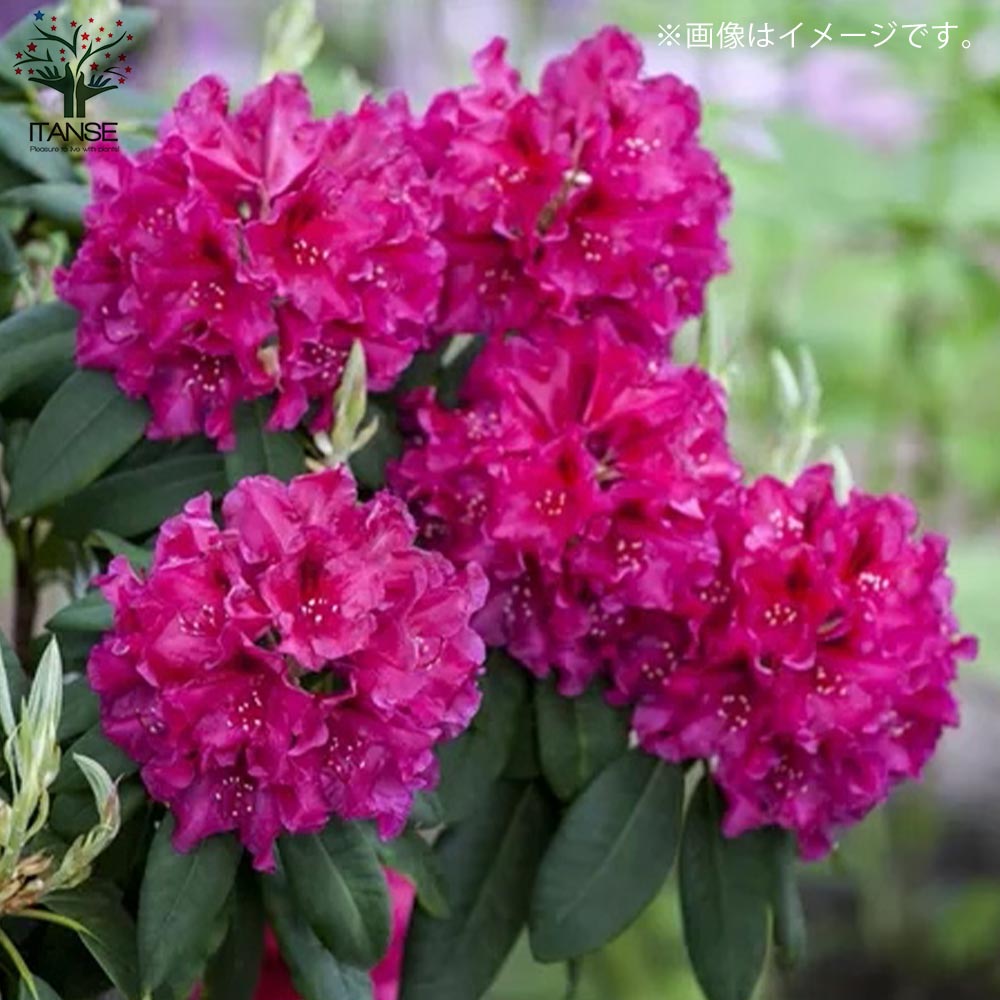 西洋シャクナゲ(石楠花) 品種：ウイリアムオースチン【庭木 6号鉢／1個